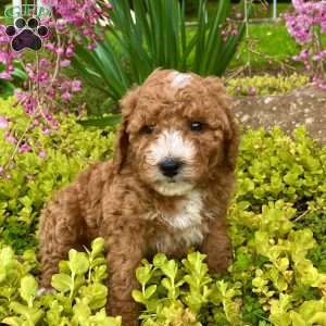 Chase, Mini Goldendoodle Puppy